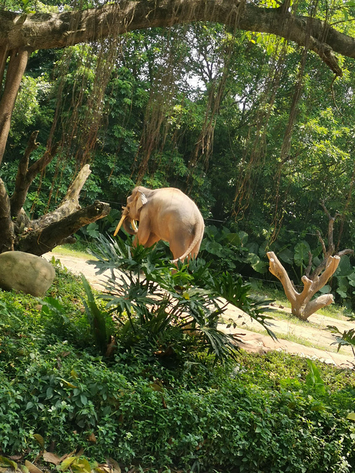 長隆野生動物世界圖片