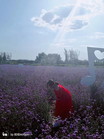 "现场观看真的太过瘾啦。电梯外就是温泉。好漂亮的薰衣草 而且种植面积非常大。今天主要是陆地上的游乐设施_渔岛海洋度假区"的评论图片