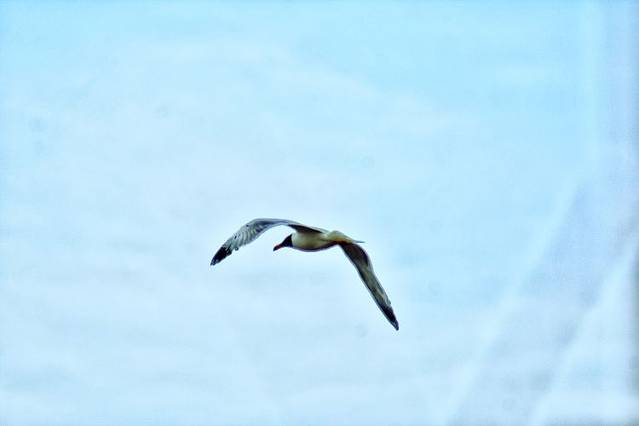 玛纳斯湿地公园