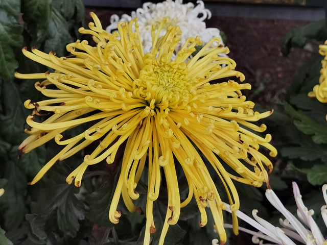抓紧时间哦目前花田中的小菊花还有很待开放植物园中的各色小菊田还在