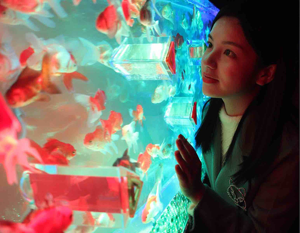 "同展而来的还有近5000条五彩斑斓的金鱼，多达18个名贵珍奇品种集中亮相，呈现出一场传统文化与..._上海环球金融中心"的评论图片