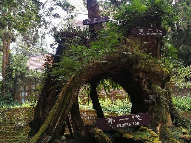 三代木(櫻木花道)