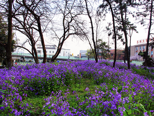 "春天的苏大是最美的_苏州大学"的评论图片