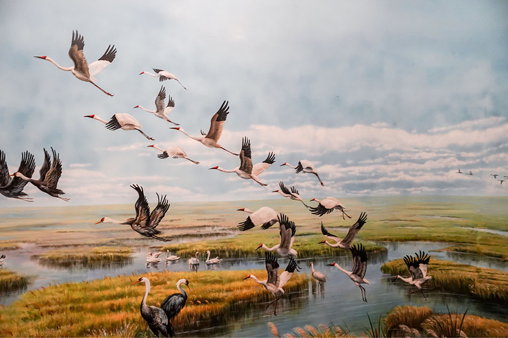 "...南来北往的近600万只鸟类穿梭于此，如果要系统的了解鸟类，推荐大家参观“黄河三角洲鸟类博物馆”_山东黄河三角洲国家级自然保护区湿地博物馆"的评论图片