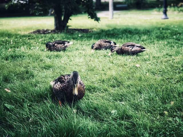 哈利法克斯公共公园