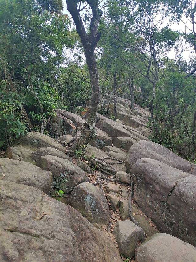 金面山亲山步道