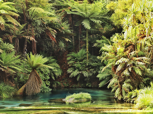 "新西兰🇳🇿北岛小众景点-Blue Spring_蓝泉"的评论图片