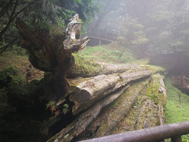 阿里山神木遗迹