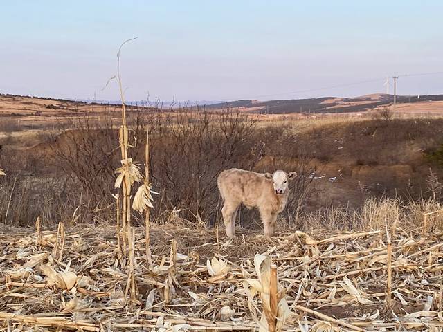 三家子蒙古族乡