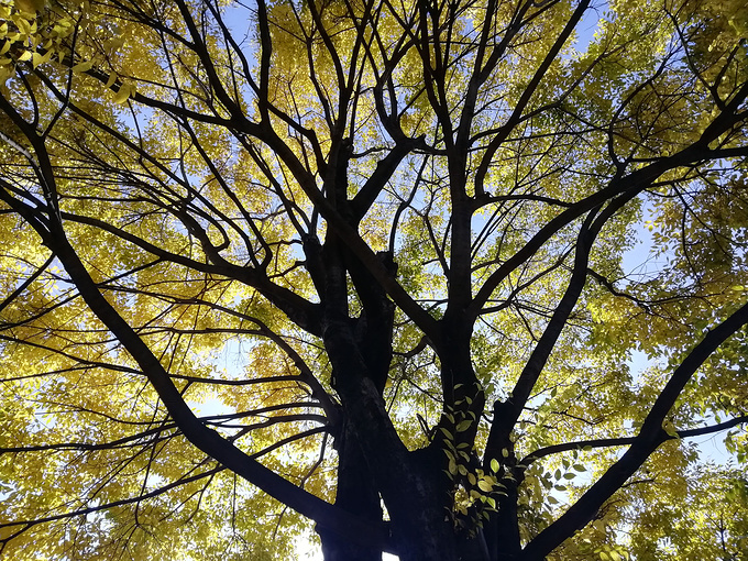 丽江古城图片