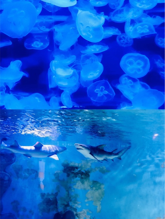 乌鲁木齐海洋馆