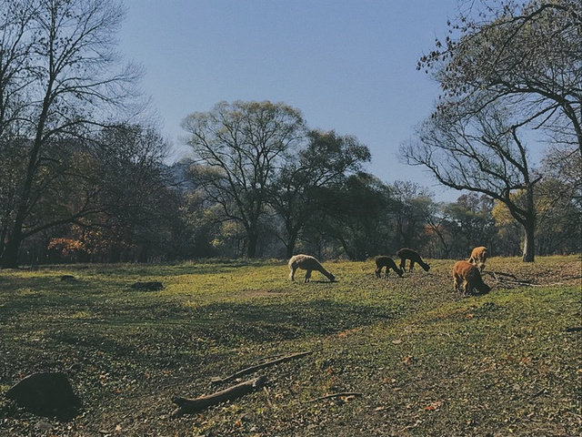 "秋日里的童话世界_平山神鹿旅游区"的评论图片
