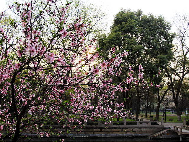 "春天的苏大是最美的_苏州大学"的评论图片