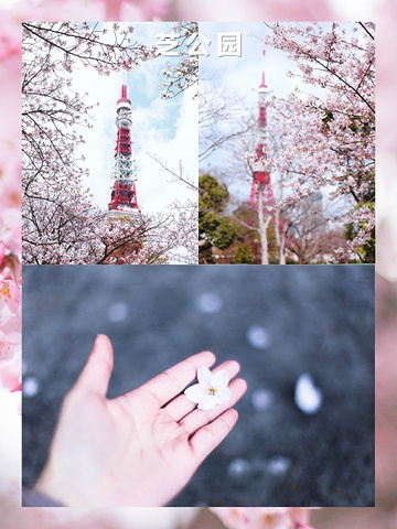 "日本樱花季🌸|在东京与樱花的一期一会攻略_东京"的评论图片