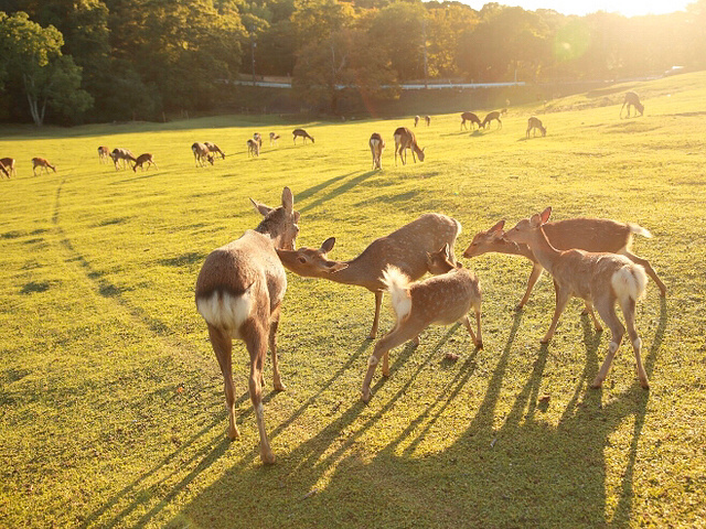"日本必打卡景点—若草山⛰️喂鹿🦌攻略_奈良公园"的评论图片