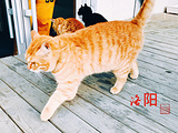 洛阳旅游景点攻略图片
