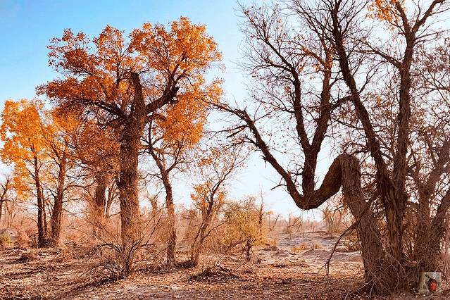 塔克拉玛干沙漠