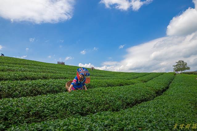 大明山万古茶园