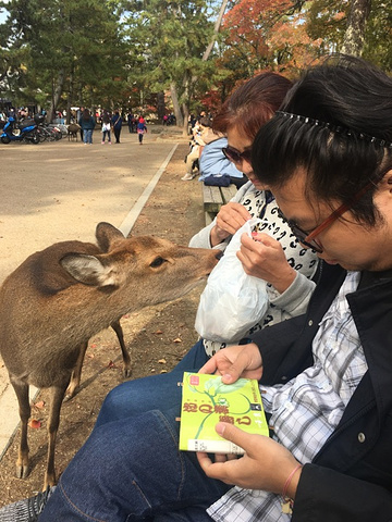"奈良必体验美食—柿叶寿司，鹿和你都会喜欢哦_奈良"的评论图片