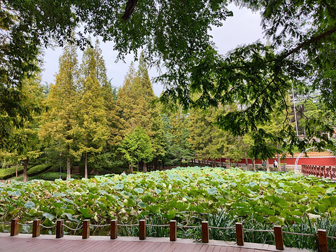 青岛市植物园旅游景点攻略图