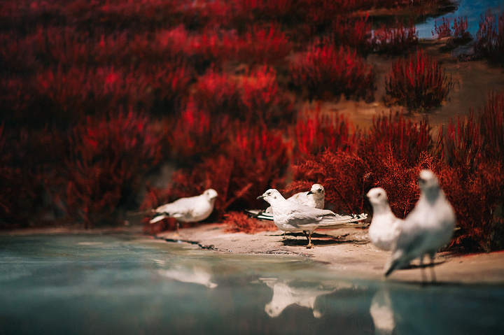 "...南来北往的近600万只鸟类穿梭于此，如果要系统的了解鸟类，推荐大家参观“黄河三角洲鸟类博物馆”_山东黄河三角洲国家级自然保护区湿地博物馆"的评论图片