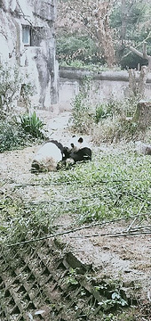 成都大熊猫繁育研究基地旅游景点攻略图