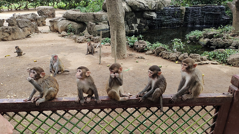 猴岛公园旅游景点攻略图
