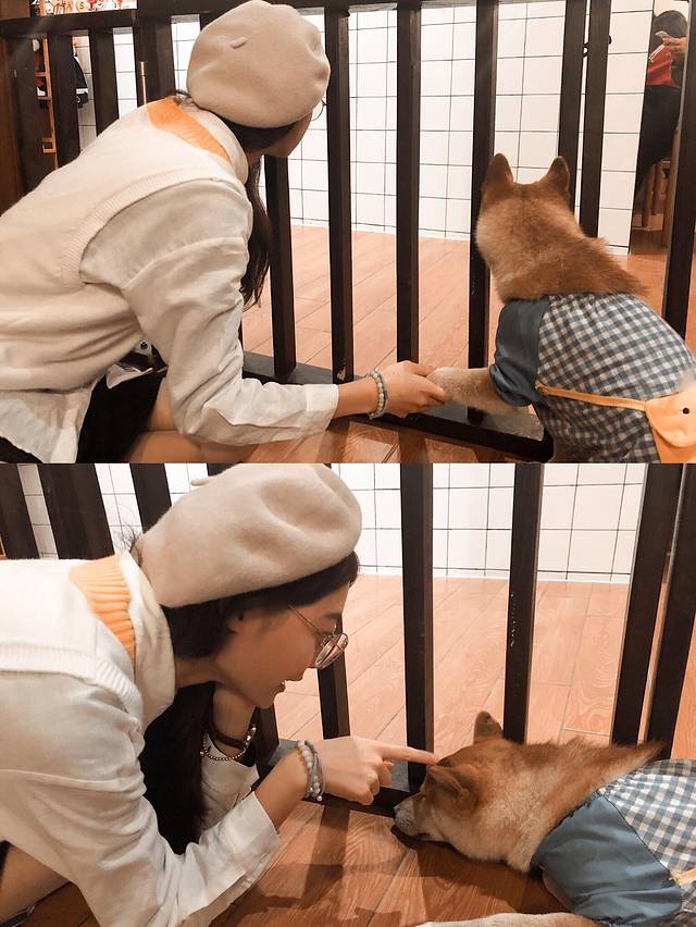 上山狗狗事务所·猫狗咖(南山店)