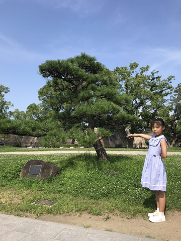"有没有找到日本动画片的感觉～。一直以为动画片里的树都是假的～来了才知道日本街头遍地都是景观树_大阪城天守阁"的评论图片