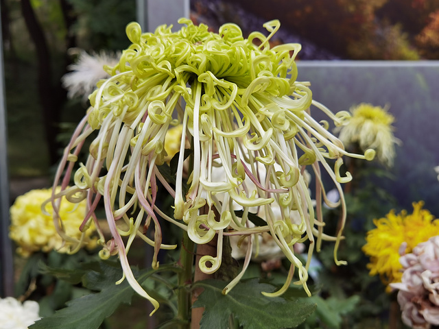 北京植物園菊花展開始了目前花田中的小菊花還有很待開放