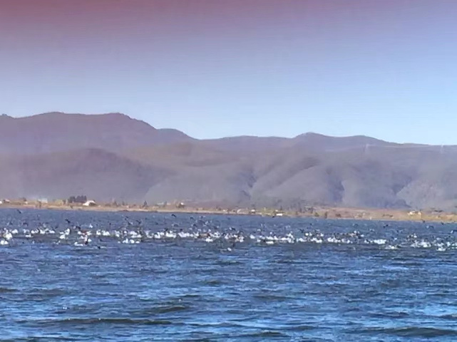 "拉市海湿地公园，如果去过大理洱海了就不建议来了。成群的海鸥_拉市海湿地公园"的评论图片
