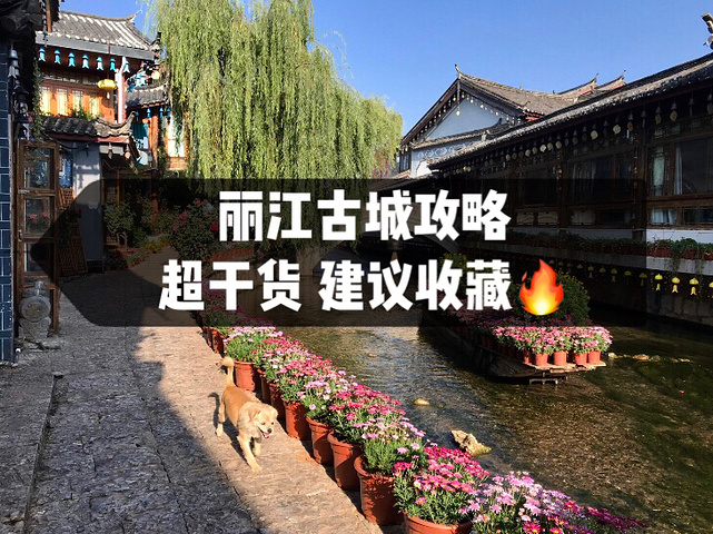 "丽江古城攻略 超干货 建议收藏🔥_丽江古城"的评论图片