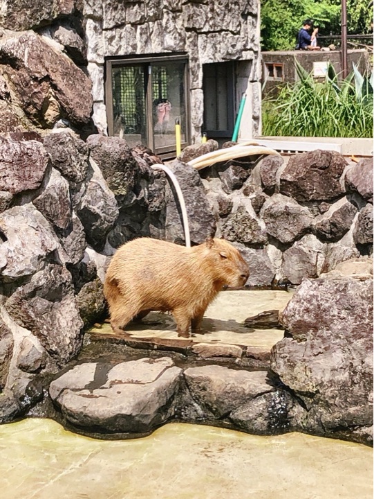 伊豆仙人掌动物园