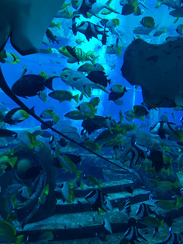 "_三亚亚特兰蒂斯失落的空间水族馆"的评论图片