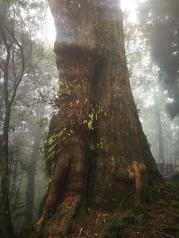 阿里山巨木群栈道图片