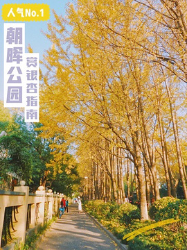 朝晖文化公园-最美银杏林旅游景点攻略图