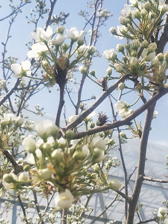 新虹桥中心花园