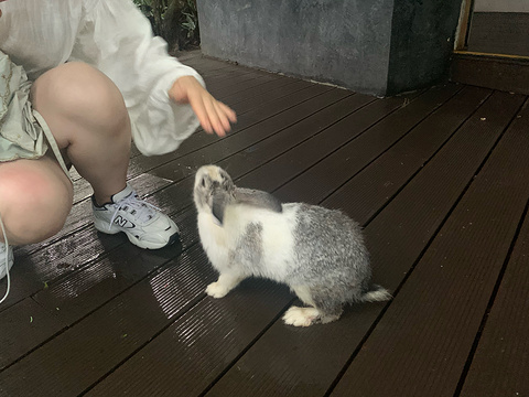千年根吊石