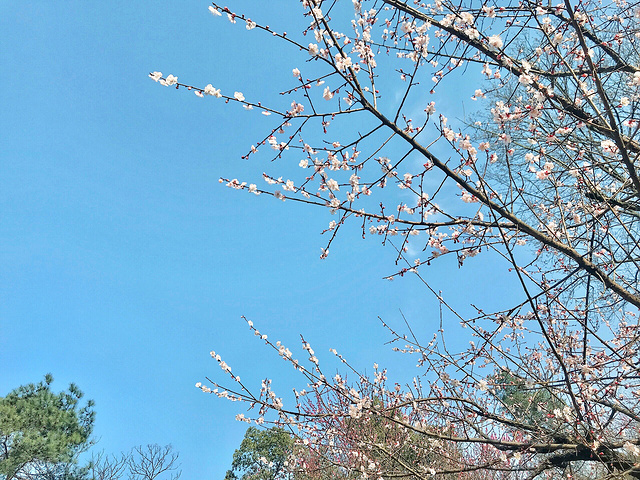 "最美春日随手拍📷 | in杭州植物园🍃_杭州植物园"的评论图片