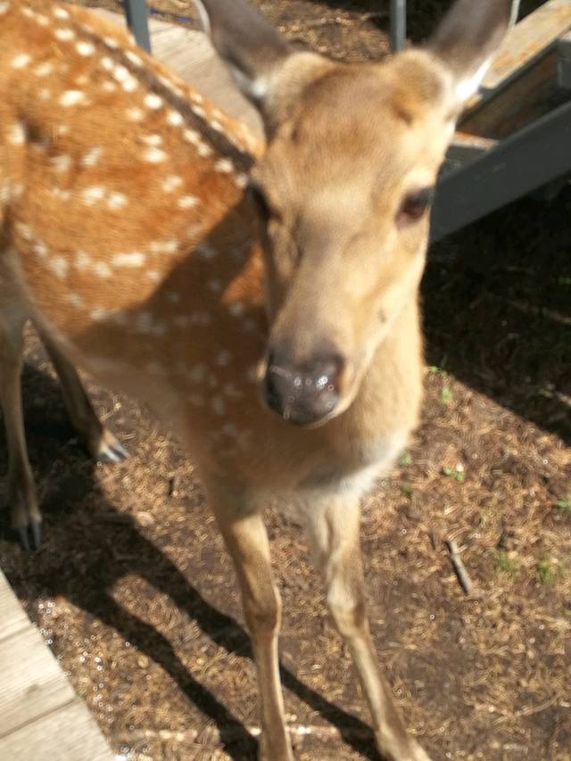 阿尔山奥伦布坎景区