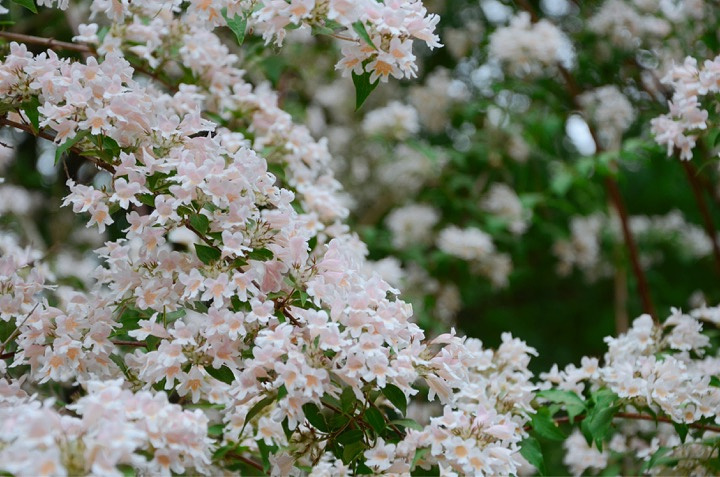 lilith云赏花系列紫竹院公园猥实花开