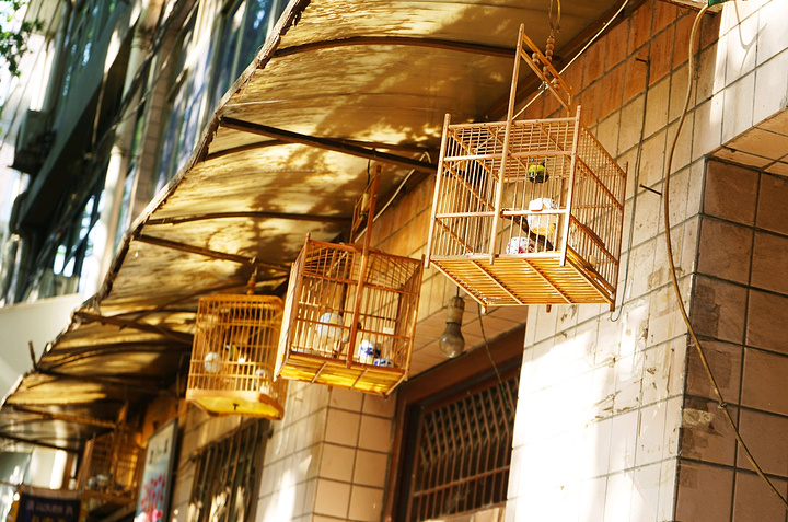 下午到西倉花鳥市場,來個老西安市井生活體驗.