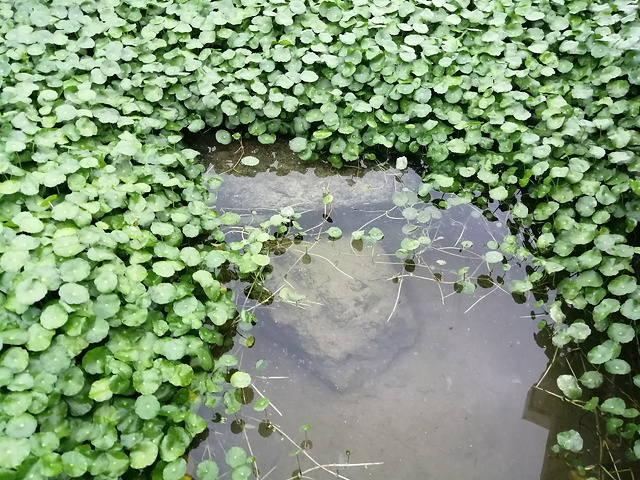 "如今的那考河湿地公园，正从人造公园逐步恢复自然湿地的面貌：广袤的美人蕉田辟出了水生植物试验区，..._那考河湿地公园"的评论图片