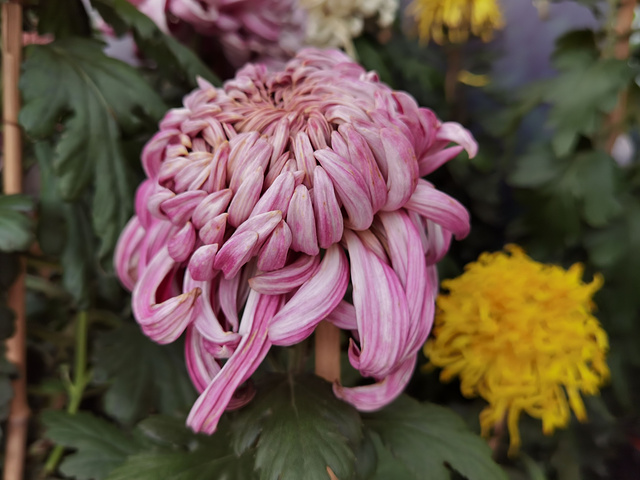 抓紧时间哦目前花田中的小菊花还有很待开放植物园中的各色小菊田还在