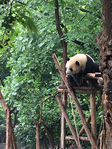 "小熊猫特别淘气，打架斗殴，上树，大熊猫显得就慵懒的很多了_小熊猫2号活动场"的评论图片