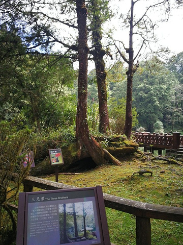 "沿着阿里山景区栈道步行，会经过两个水潭，一个姐潭，一个妹潭。从沼平车站出发到此，先看到妹潭，在高处_姐妹潭"的评论图片