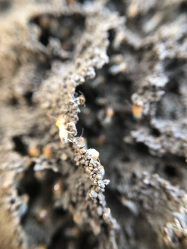 奇特旺那纳雅尼河