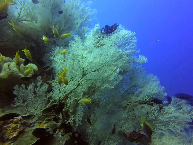 "...浮力，避免踢到珊瑚，至于怎么练好呢，那就是多潜水、上点心，控制好呼吸，练不好的就不要贴那么近啦_巴里卡萨岛"的评论图片