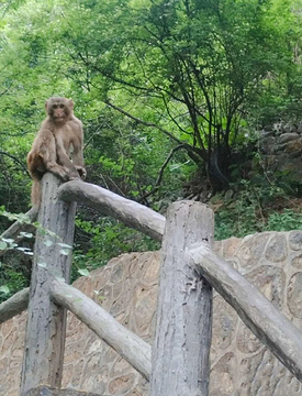 猕猴谷景区-猕猴表演区旅游景点攻略图