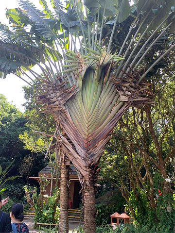 "热带植物_热带雨林公园"的评论图片